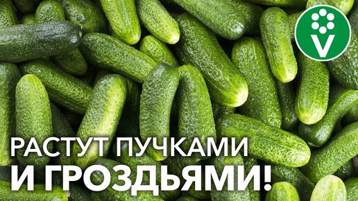 Такого урожая огурцов у вас еще не было! Лучшие сорта огурцов + Секрет долгого плодоношения