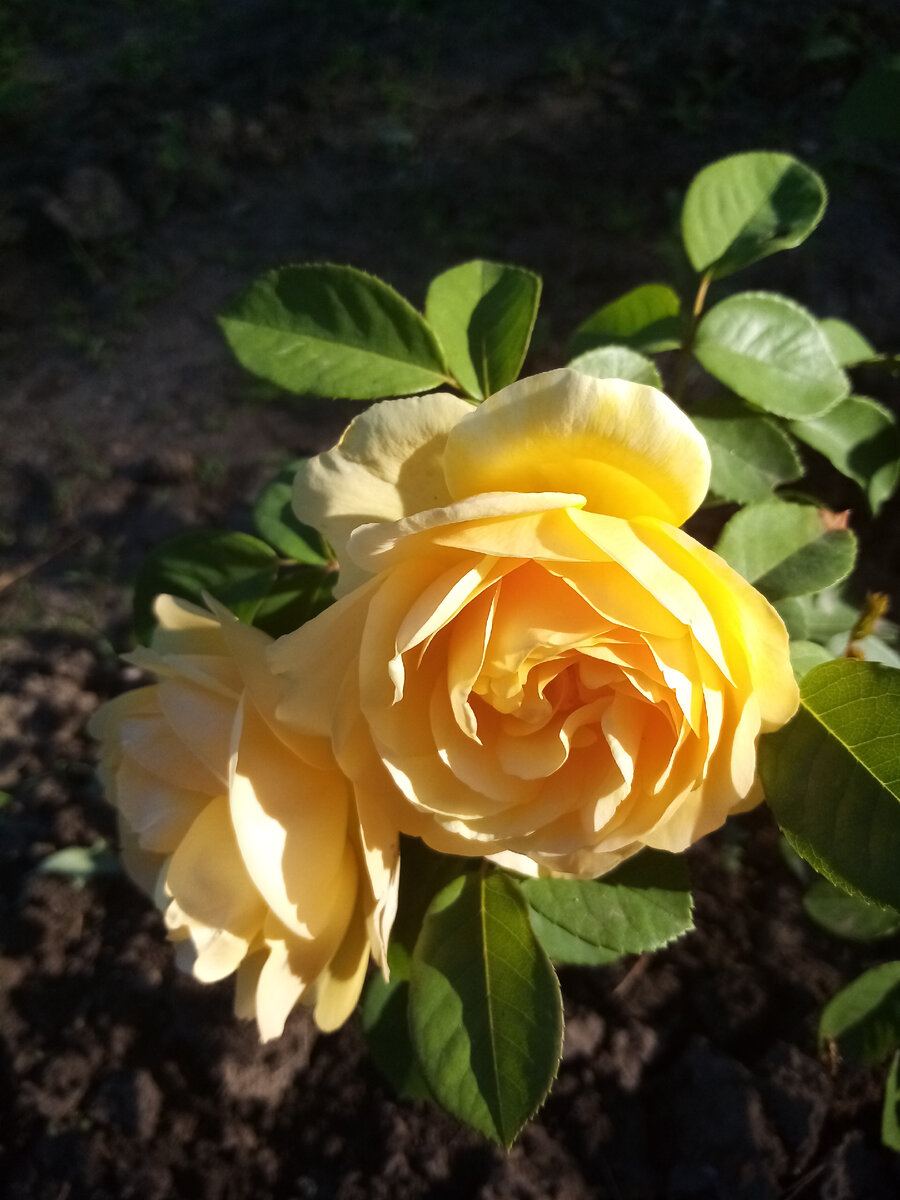 Голден селебрейшн 