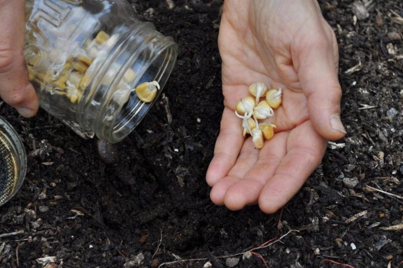 Семена кукурузы