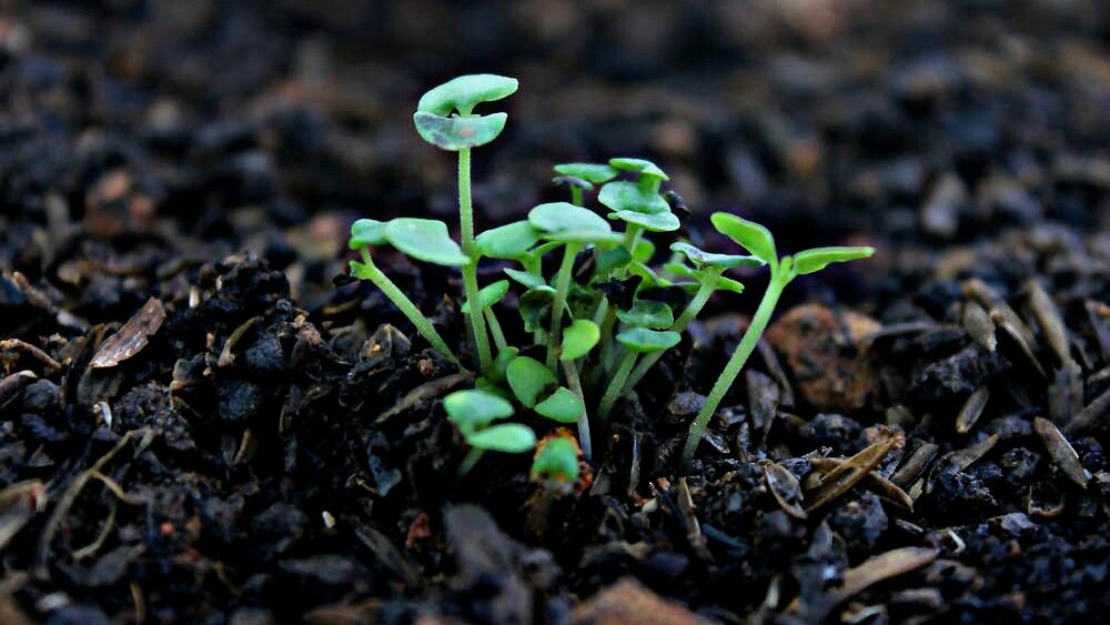 Для начальной стадии богатого грунта не нужно