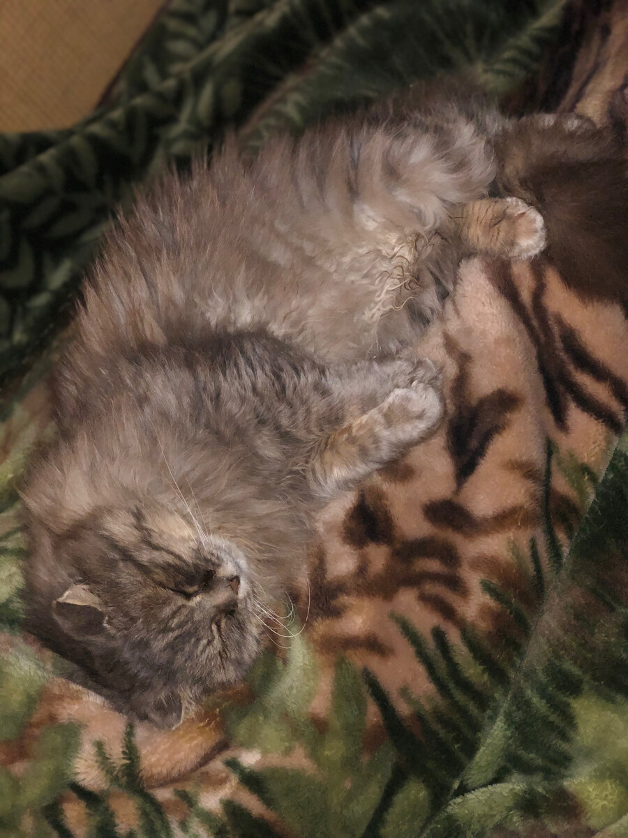 Как хорошо спать, вытянувшись на хозяйке. Везде фото автора. 