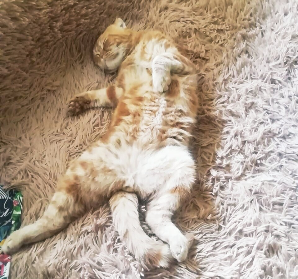 Наслаждаться моментами отдыха нам некогда. А вот котам есть когда)) 