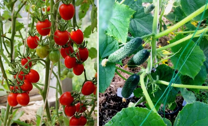 Помидоры и огурцы