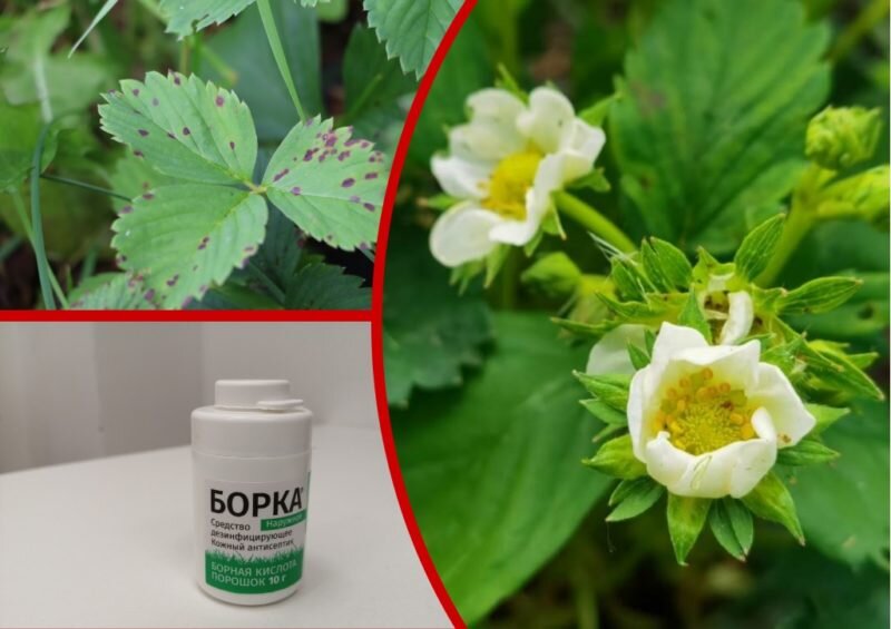 Бор для клубники