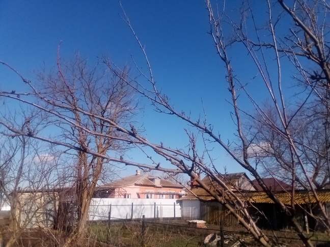 Хоздвор не отстает от сада. Личные фото.