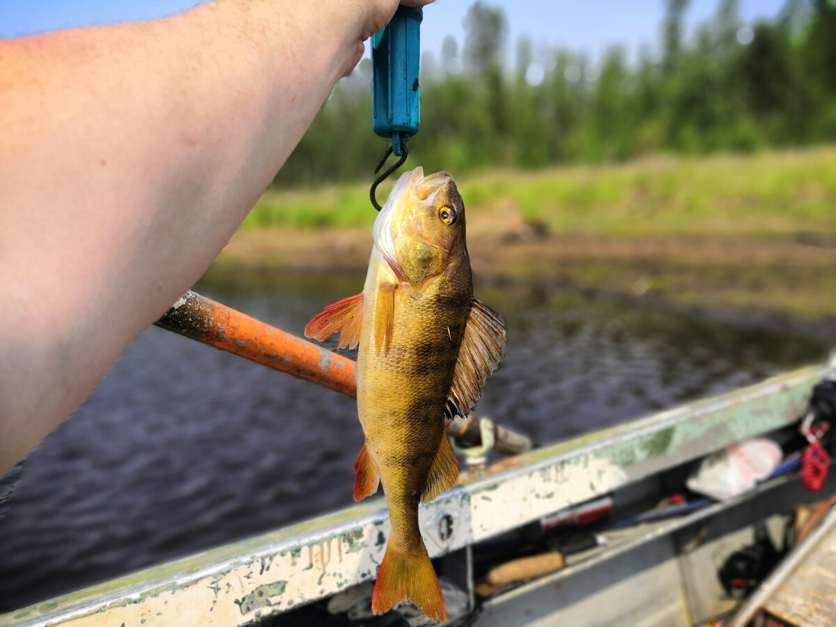 Это Окунь на 1.4кг просто на фотографии кажется что он маленький)