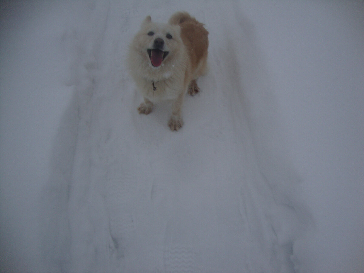 снова навалило