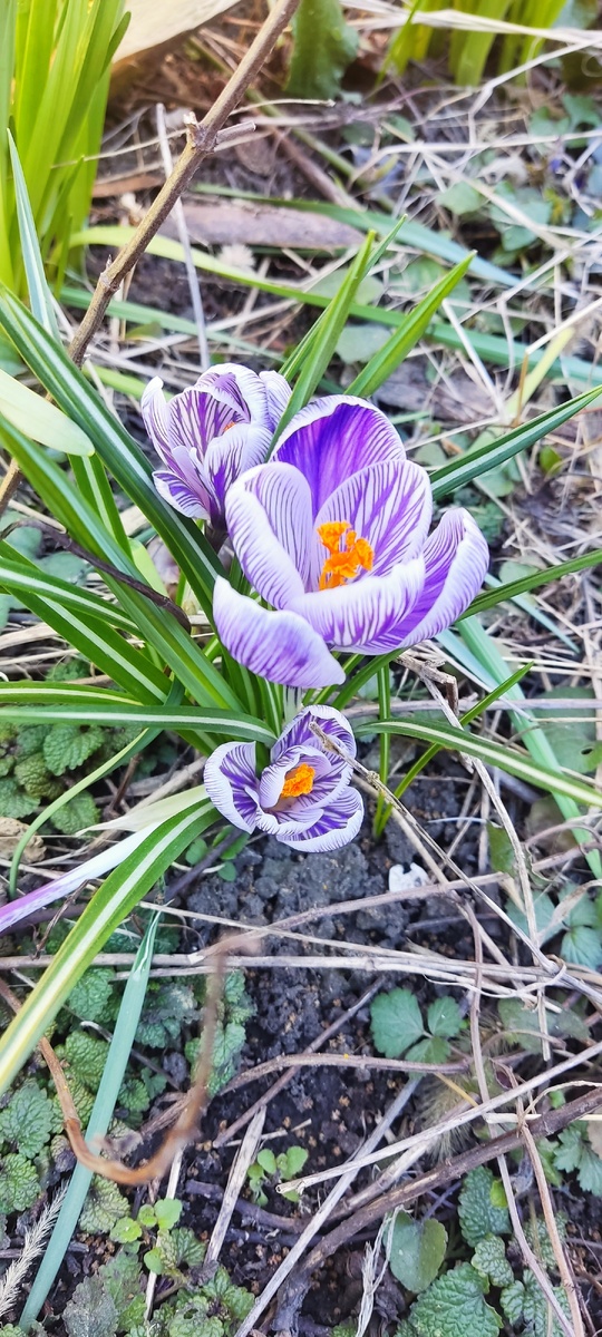 Крокусы