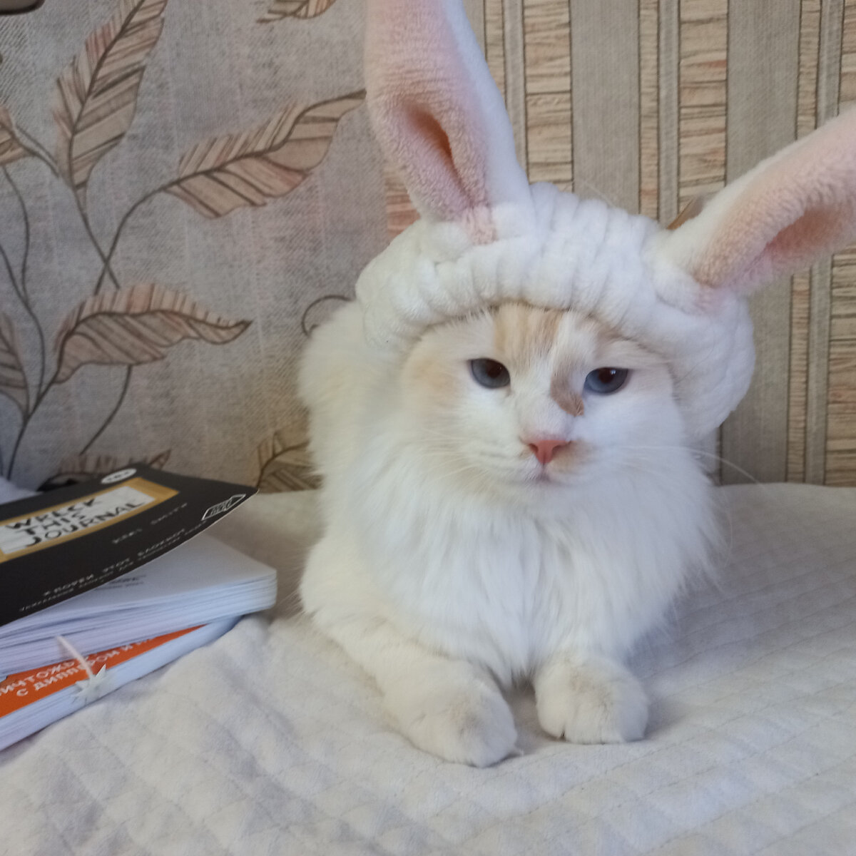 Зайцева Милли, школьный грызун.