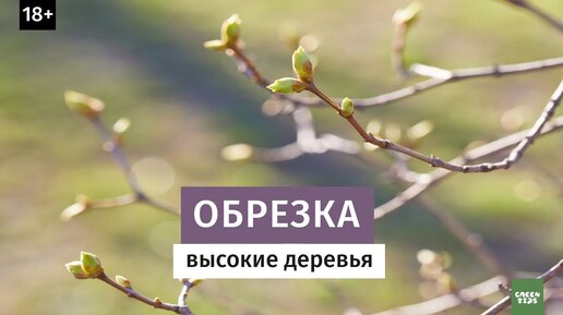 ОБРЕЗКА ВЗРОСЛОЙ ЯБЛОНИ ВЕСНОЙ. Повышение урожайности обрезка яблони весной