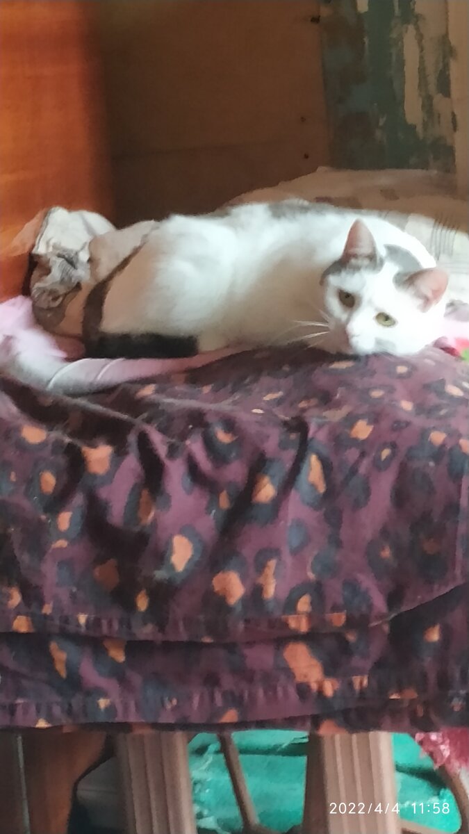 Нотенька наблюдает за Марио.