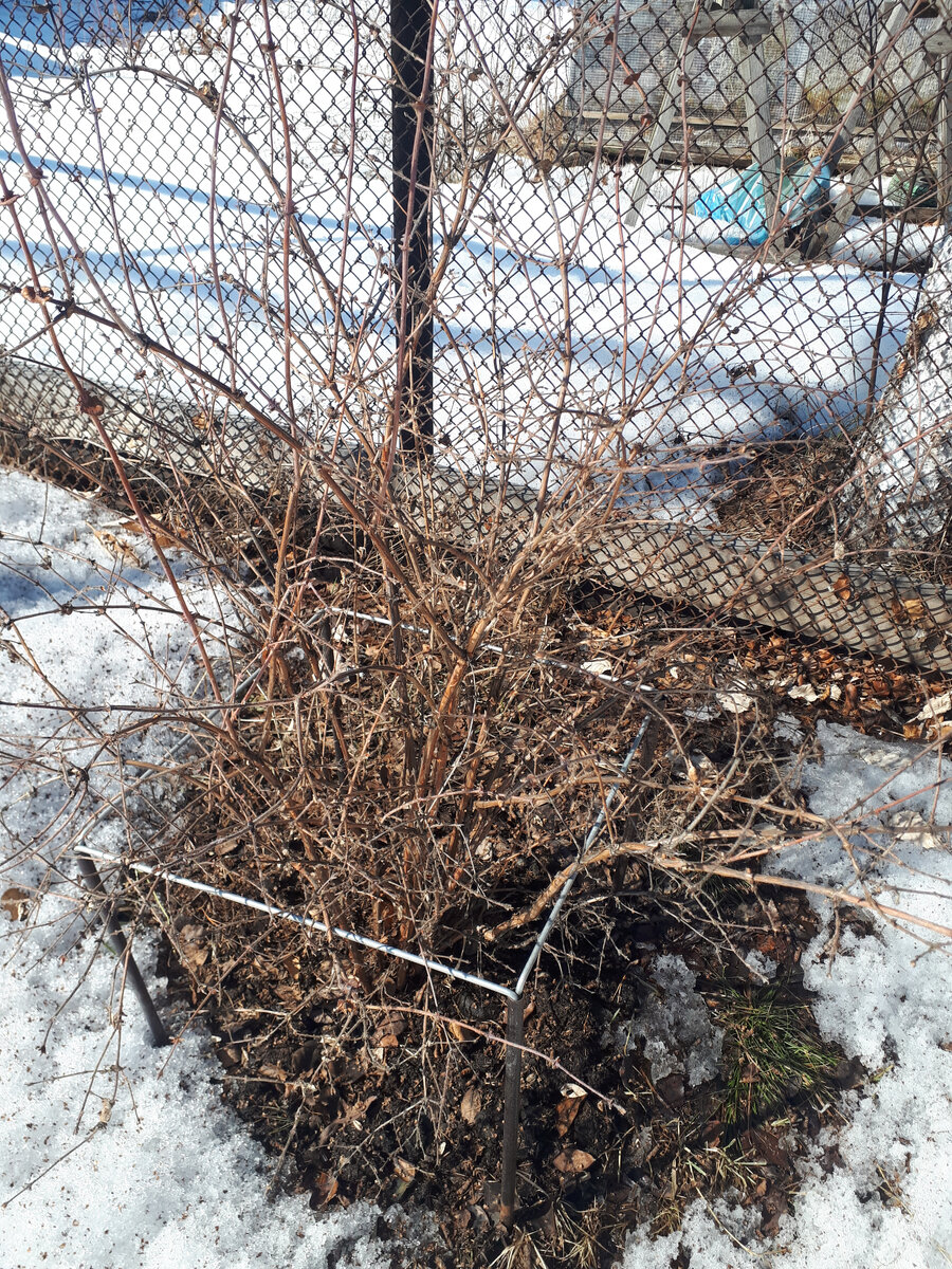 Ягодный кустарник.