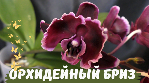 Орхидейное воплощение бриза. Phalaenopsis Summer Breath