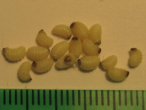 Личинки репейной моли.