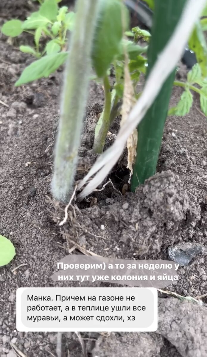 Размножались они очень быстро