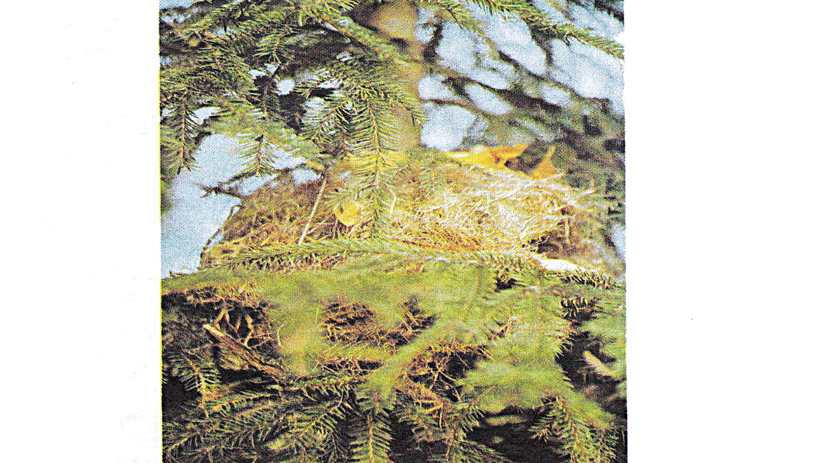 Гнездо белки