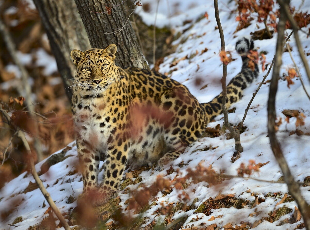 Дальневосточный леопард фото животного