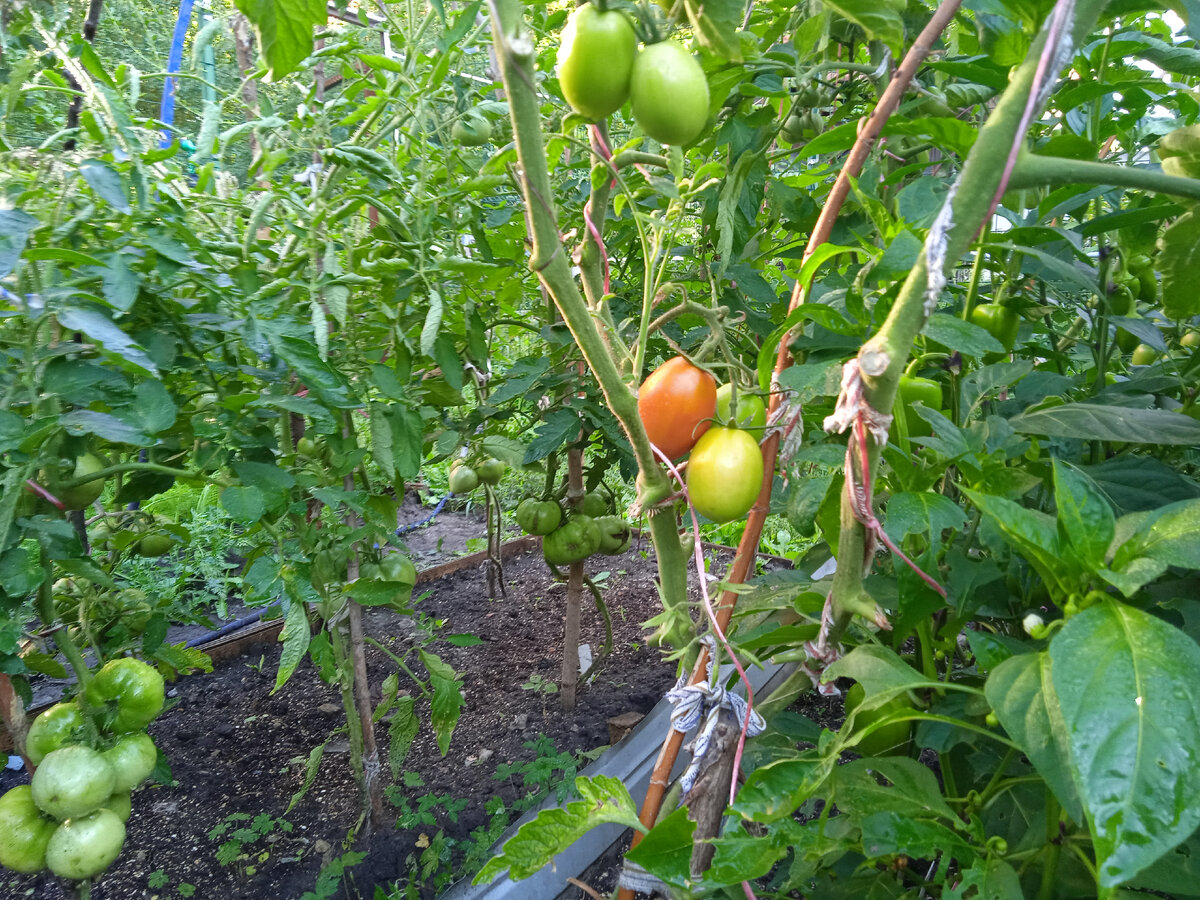 Шустрик какой!