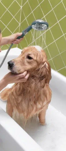 Купай собаку при температуре воды 33°С, стараясь, чтобы она не затекла в уши. Тщательно смывай с шерсти остатки шампуня