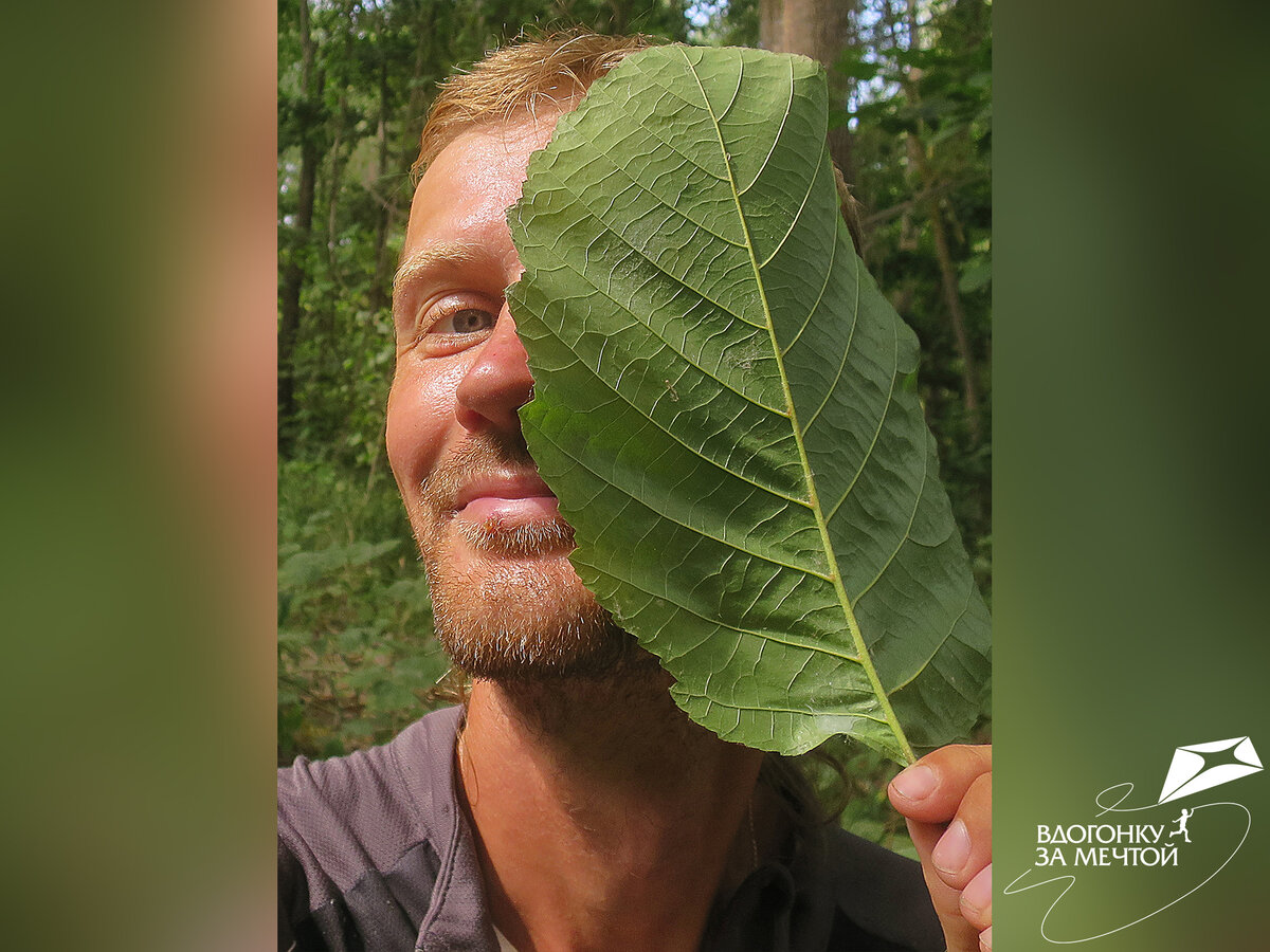 Листья больше моей мордочки