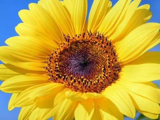     фото: pxhere.com