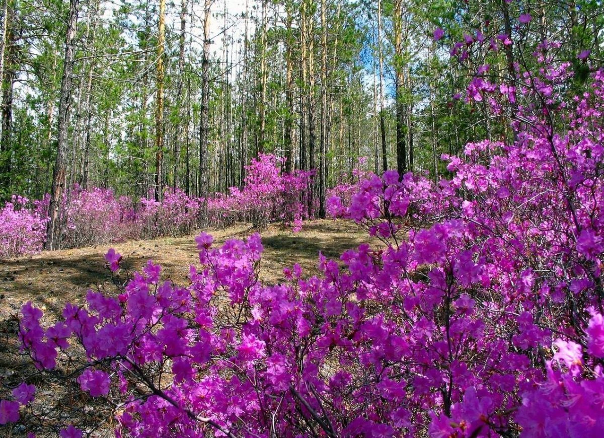 Рододендрон в сибири. Рододендрон Даурский багульник. Багульник рододендрон Амурский. Багульник сопки Забайкальский. Рододендрон Даурский цветет.