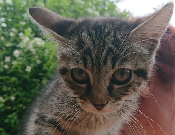 Залез по штанине прямо на плечо