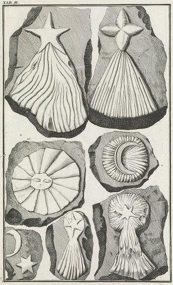 Иллюстрации из книги Берингера