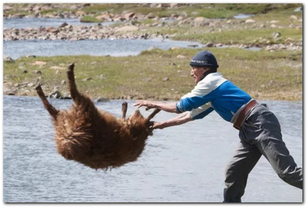 Как майор на картошку ездил. Купание овец и возвращение блудного барана
Иллюстрация: IgorTsagallov, pikabu.ru/story/prostoy_sposob_pomyit_ovtsu_6758286