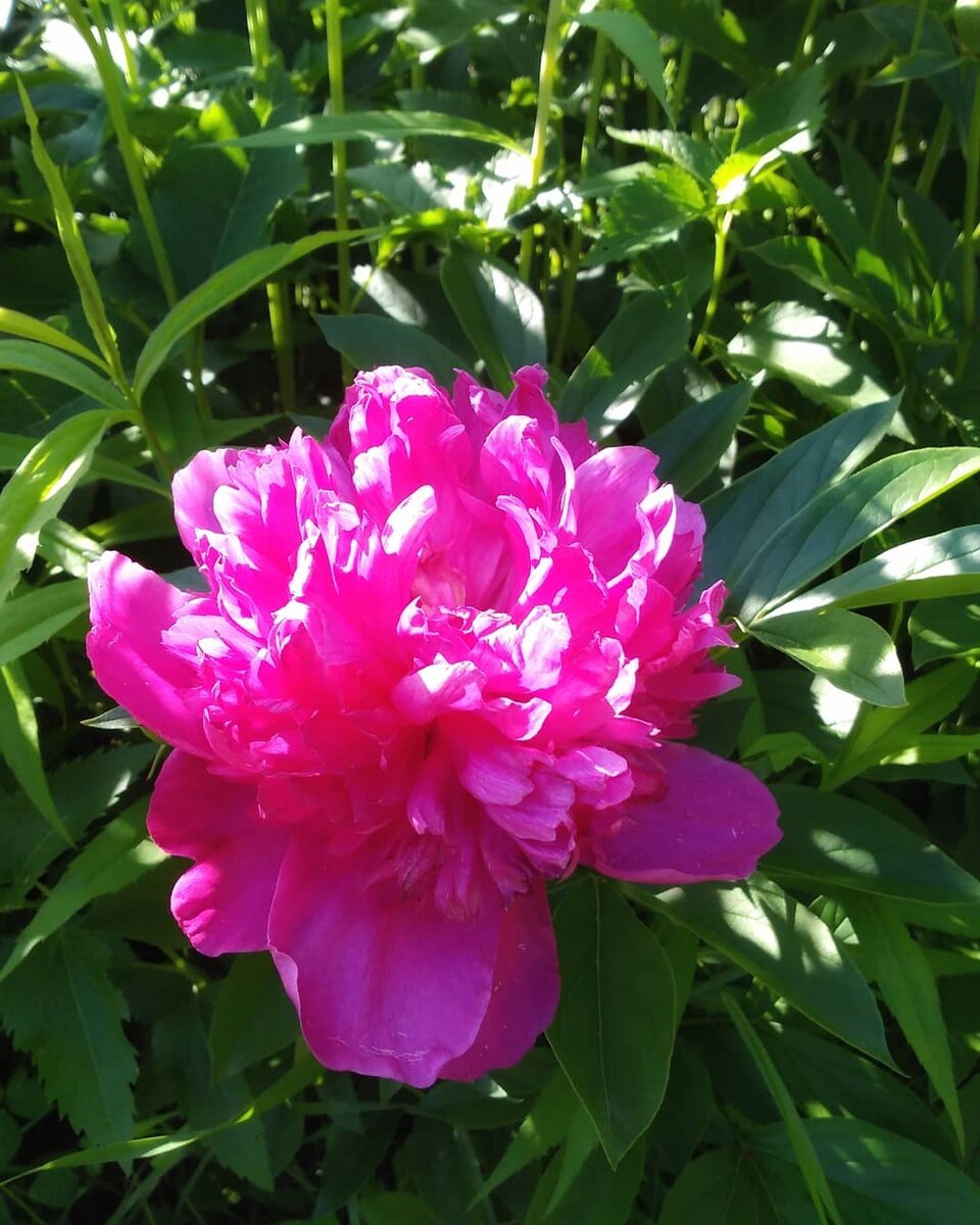 Моя красота