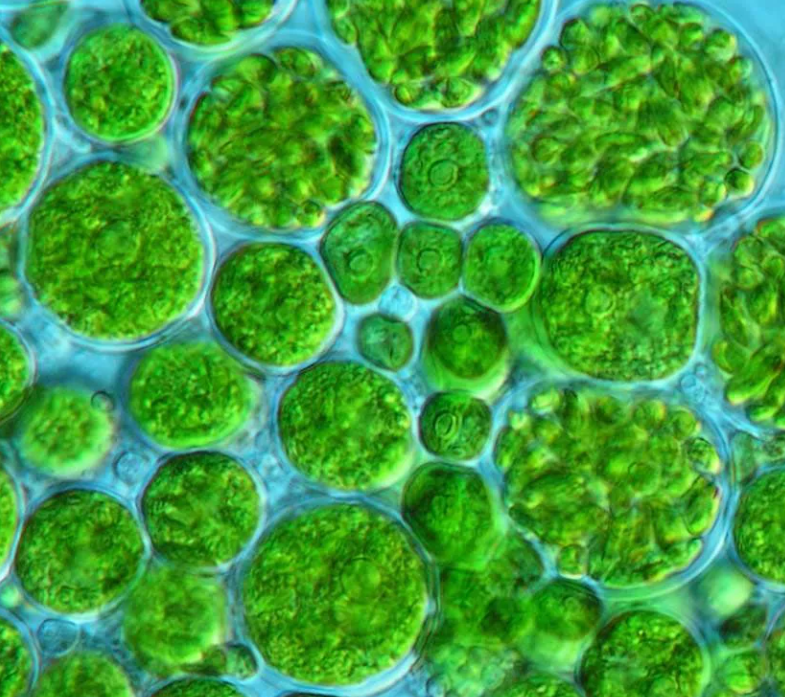 Культивирование одноклеточных водорослей. Одноклеточная водоросль хлорелла. Хламидомонада, хлорококк, хлорелла. Хлорелла и хлорококк. Хлорелла плеврококк.