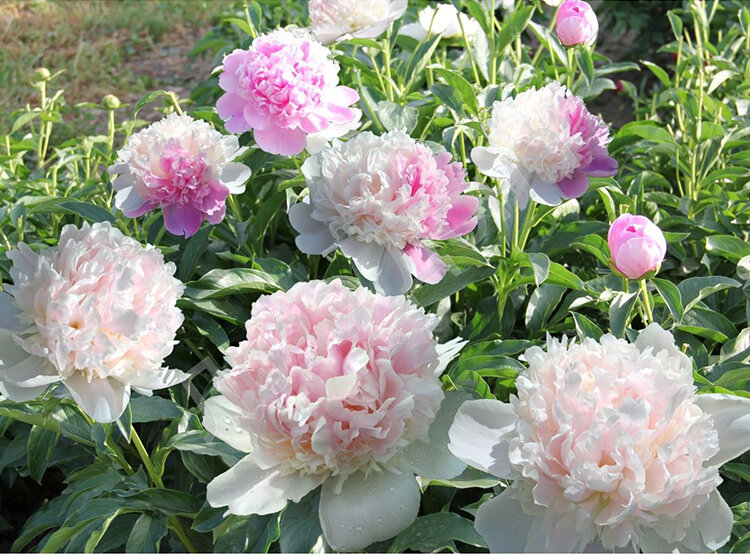 Подготовка почвы и посадка пионов Галактика