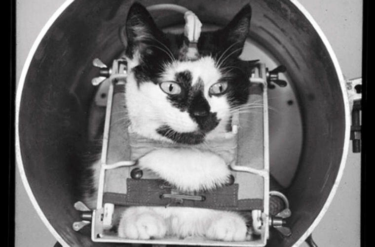 К сожалению, история Фелисетт была утрачена во времени. Это, возможно, связано с местом, которое Франция занимала в космической гонке. 
«Я думаю, всё дело в том, что история решила распорядиться именно так, а не иначе, – поясняет историк и редактор сайта collectSPACE Роберт Перлман. – Усилия, которые сделали возможными полёты человека сначала в космос, а затем на Луну, были вызваны космической гонкой между США и СССР».

Самоотверженные щенки, обезьяны и прочие животные «проложили путь» к Луне для граждан Советского Союза и США. Учёные использовали животных в качестве подопытных для того, чтобы узнать, как повлияет на них отсутствие гравитации. Если они смогут выжить в суровых условиях, значит, и человеку это будет под силу. По крайней мере, они так думали