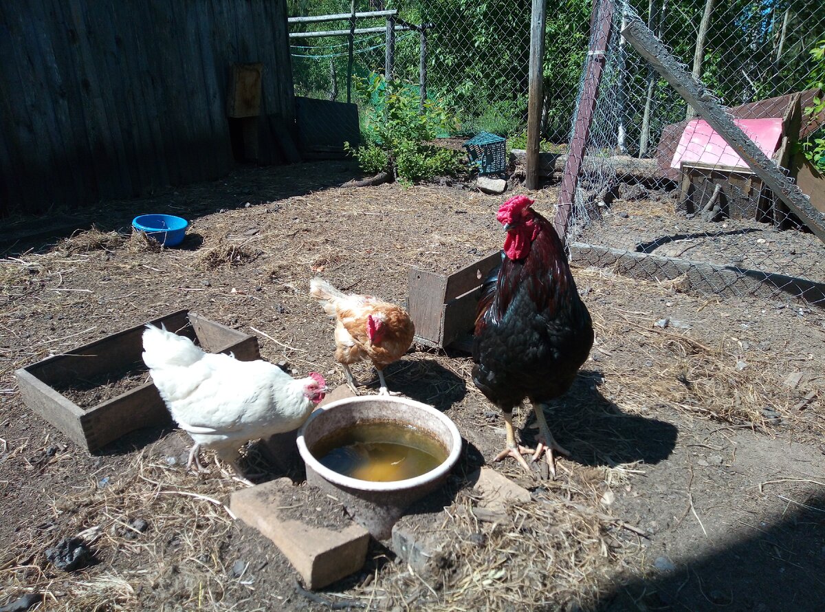 курочки гуляют