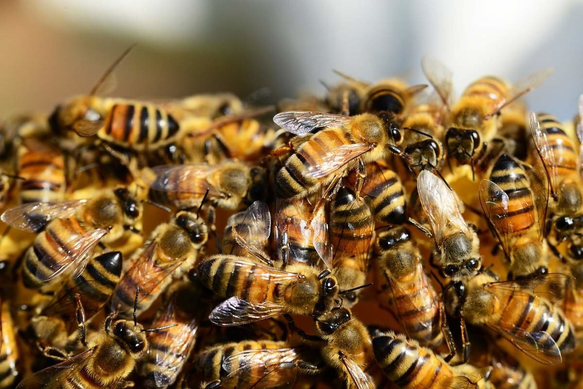 Bee get