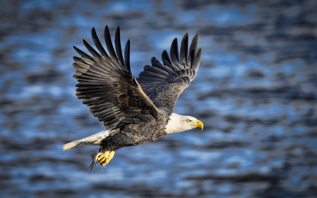 "Чтобы летать с орлами, не паситесь с индюками" © Брайан Трейси