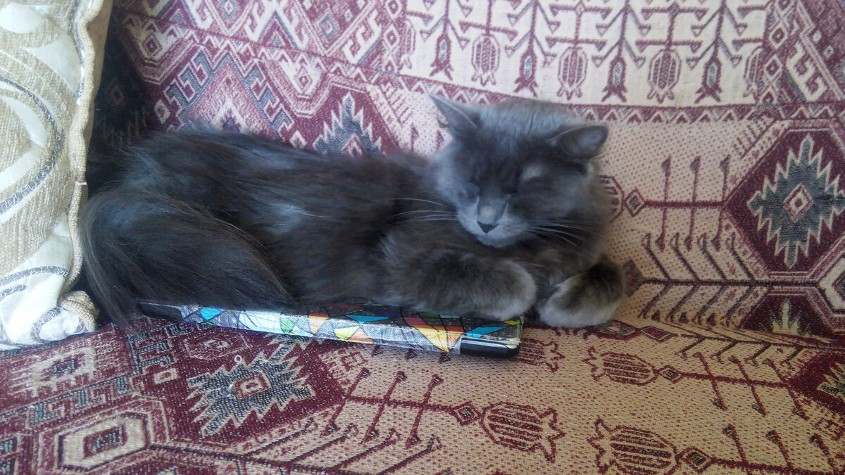 Муся охраняет планшет. Фото из личного архива