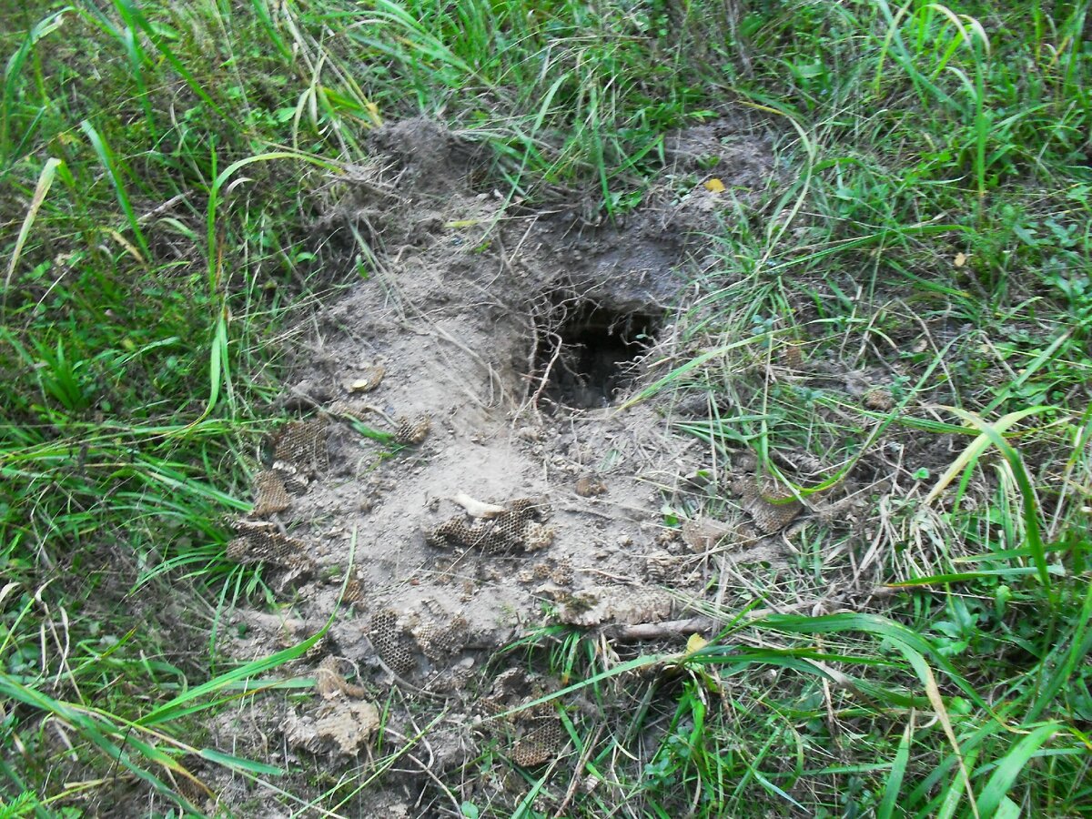 Такую нору обнаружила позади дома. Наверное там кто-то живет. И явно он питается моим урожаем.