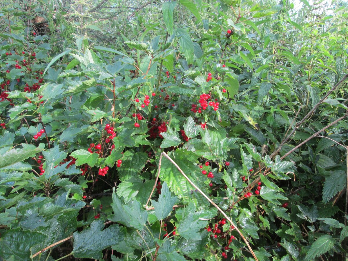 Подмосковные пейзажи. Фото автора