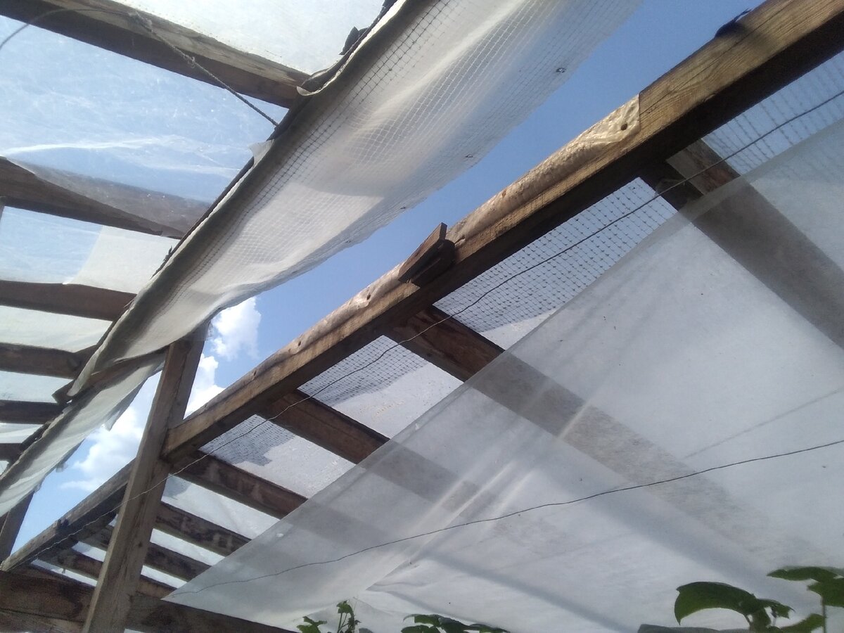 Верхняя вентиляция теплицы(фотография из личного архива автора) 