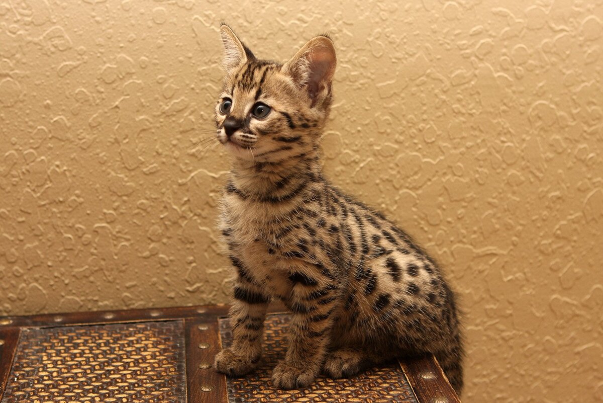 Саванна (Ашера)