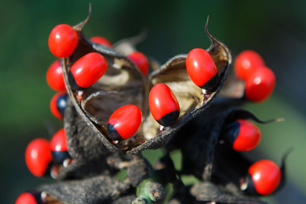 абрус молитвенный растение. клещевина рицин яд. ландыш майский ядовитый. белена (hyoscyamus). клещевина рицин.