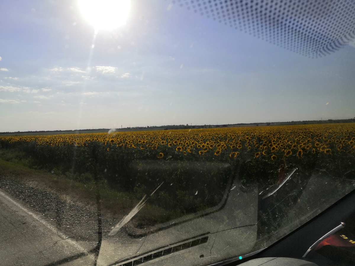 
Подсолнух - одно из самых солнечных растений на земле. Подсолнухи освещают нас своим светом и теплом. На этой странице фото разных видов цветов подсолнуха.

Название: произошло от сочетания двух греческих слов 'helios' — солнце и 'anthos' — цветок. Такое название дано ему неслучайно. Огромные соцветия подсолнуха, окаймленные яркими лучистыми лепестками, и впрямь напоминают солнышко. Кроме того, это растение обладает уникальной способностью поворачивать свою головку вслед за солнцем, прослеживая весь его путь от восхода до заката.

Описание: подсолнух - обширный и полиморфный род. Систематики насчитывают в подсолнухе разное количество видов. Например, Бентам и Гукер в свое время описали их 50, Уотсон — 108, Коккерелл — 180, а россиянин Ф.А. Сацыперов — 264 вида подсолнуха. В настоящее время видовой состав более или менее выяснен. Род подсолнечник имеет разъединенный ареал. Около 50 видов подсолнуха сосредоточено в Северной Америке (от Канады через США до Мексики включительно); 17 видов встречается в Южной Америке, в Андах, от Южной Колумбии до Боливии. Дикорастущие подсолнухи Северной и Южной Америки произрастают преимущественно в прериях, иногда встречаются и в прибрежных равнинах, в сосновых лесах, иногда на болотах и на отмелях рек. Имеет свою историю культуры.

Большинство видов подсолнечника — однолетние растения, но среди них есть и подсолнухи-многолетники. В основном многолетние виды — травянистые растения, но некоторые из южноамериканских относятся к кустарникам. Дикорастущие виды подсолнуха, как правило, крупные растения — до 3 метров высотой. Стебель и листья густо покрыты щетинистыми волосками. Листья овально-сердцевидные с тремя главными жилками. Соцветия в форме многоцветковых корзинок. Внутри корзинки расположены трубчатые цветки, по краям — язычковые. Коричневато-желтые трубчатые цветки подсолнуха обоеполые. После опыления превращаются в семянки. Фотографии подсолнуха можно найти на разных сайтах в интернете.

Из известных в настоящее время 108 видов рода подсолнечника в полевой культуре используются только два: однолетний — (Helianthus annus) и многолетний — топинамбур, или земляная груша (Helianthus tuberosus). В садах как декоративные выращивают еще подсолнух красностебельный (Н. atrorubens), десятилепестный (Н. decapetalus), остролистный (Н. argophyus), яркоцветковый (Н. laetiflorus), огурнеобразный (Н. cuccumerifoliius). Кроме видов, существует множество разнообразных сортов и форм подсолнуха, отличающихся друг от друга по расцветке, высоте, количеству соцветий-корзинок подсолнуха на стебле. Есть подсолнечники, совсем не похожие на своих собратьев подсолнухов, например сорт 'Беар' ('Bear'), В народе его окрестили "Медвежонком". Отечественные фирмы именно так и пишут название сорта подсолнуха на пакетиках с семенами. Можно найти компактное растение подсолнуха, высота которого не привысит 40 см, а можно — пятиметрового, а то и больше, гиганта. Все зависит от ваших пристрастий и от того, где и зачем вы собираетесь выращивать подсолнухи. Самый высокий подсолнух был выращен в Нидерландах - его высота достигала 7,5 м, и было сделано качественное фото высотой 1 м. Самая широкая корзинка была у подсолнуха, выращенного в Канаде, - ее диаметр составил 82 см. Самый маленький цветущий подсолнух, выращенный в стиле бонсай цветоводами Орегона, достигал в высоту лишь 5 см.

Картина "Подсолнухи" Ван Гог
«Подсолнухи» (фр. Tournesols) — название двух циклов картин голландского художника Винсента ван Гога. Первая серия выполнена в Париже в 1887 году. Она посвящена лежащим цветам. Вторая серия выполнена через год, в Арле. Она изображает букет подсолнухов в вазе. Две парижских картины приобрёл друг ван Гога Поль Гоген.

Фотографии картины Подсолнухи стали известны на весь мир. Фото изображения картины Подсолнухи было опубликовано на множестве открыток и плакатов по всему миру.

Салат Подсолнухи
Для того чтобы, приготовить салат Подсолнух, необходимо: 300 г курного филе, 3 куриных яйца, 1 банка кукурузы, 200 г маринованных шампиньонов, 150 г сыра, 200 г моркови, 150 г репчатого лука, 250 г майонеза, 150 г маслин, чипсы овальной формы.

1.Отварить курицу и яйца и мелко их нарезать. Отварить морковь и нарезать маленькими кубиками или натереть на крупной терке. Мелко нарезать лук. Натереть на крупной терке сыр. Маслины нарезать на 4 части.

2. Поджарить лук на сковороде, смазанной растительным маслом, до золотистого цвета (3-5 минут).

3. Поджарить грибы на сковороде, смазанной растительным маслом (7-10 минут).

4. На дно тарелки уложить слоями: курицу, полить майонезом, морковь, опять майонез, грибы, лук, майонез, сыр, яйцо, майонез, кукуруза. Сверху выложить маслины наподобие семечек у подсолнуха. Украсить салат «лепестками» – чипсами, выложив их по бокам. Поставить в прохладное место на несколько часов. Салат Подсолнух готов. Приятного аппетита.

P.S. Салат Подсолнух станет хорошим украшением для вашего праздничного стола. Гости будут в восторге от его внешнего вида и вкусовых качеств. Согласитесь, что выглядит он очень хорошо!!! Кстати, в салат можно (и даже лучше) использовать свежие грибы, причем, не обязательно шампиньоны, подойдут любые другие, вместо маринованных. Тогда их необходимо будет сначала отварить, а потом обжарить.