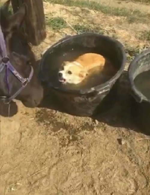 Лошадке тоже досталось..