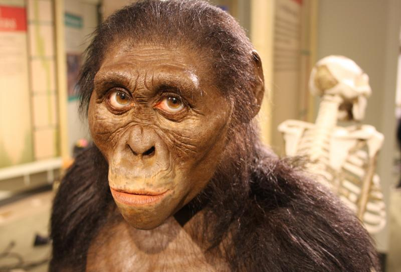 Современная реконструкция облика Люси, представительницы вида австралопитеков.