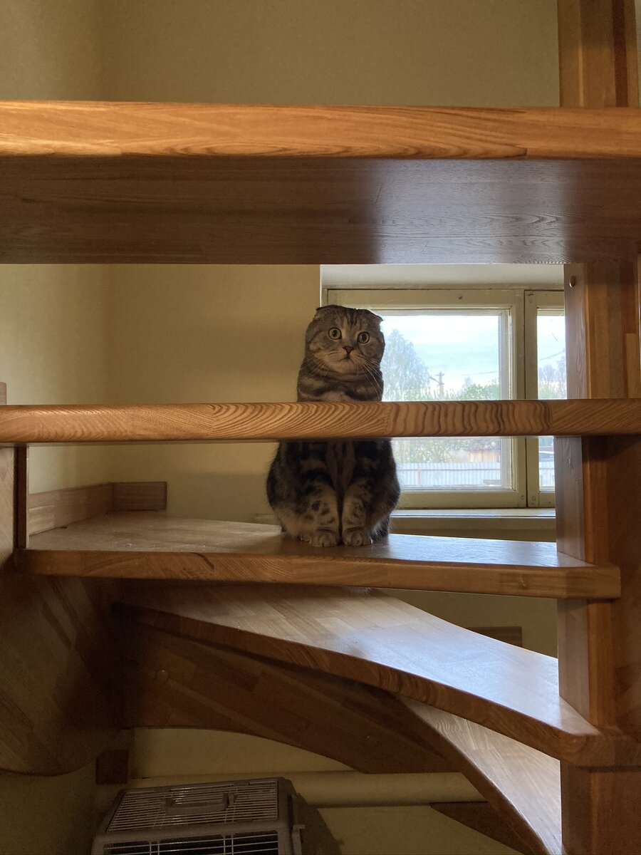 Котейка ❤️