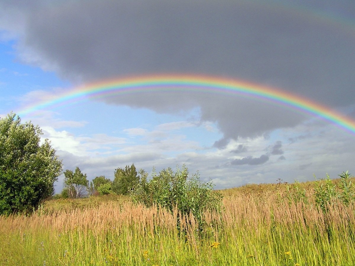 Фото — yandex.net