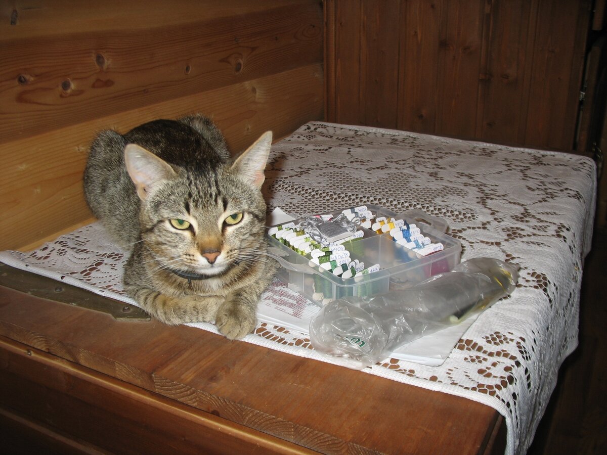 Василий Иванович охраняет хозяйкино добро.