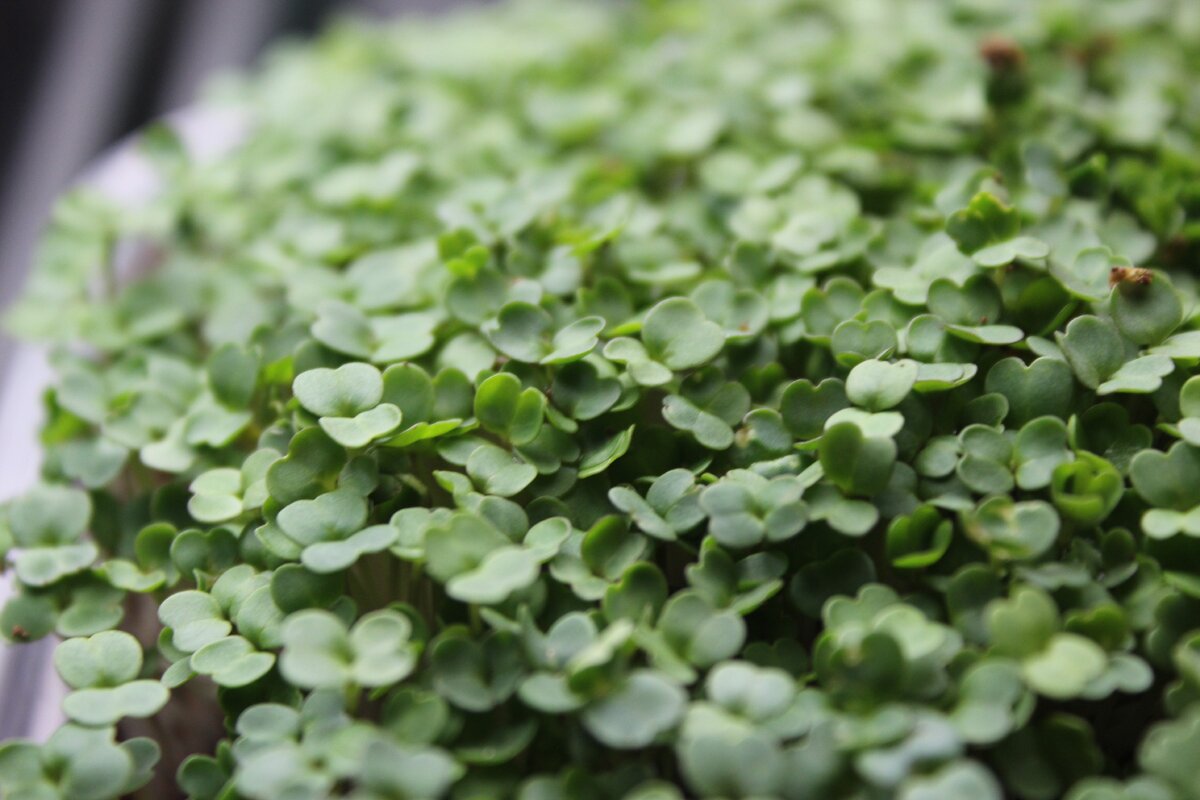 Рукола в микрозелени