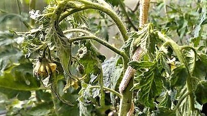 
 Но к сожалению такое оптимистическое развитие событий происходит не всегда.
